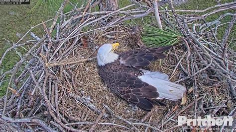 southwest florida eagle cam live|swfl eagle cam live youtube.